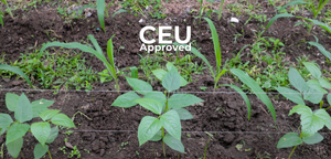 Intercropping Pulses for Disease Management in the Canadian Prairies