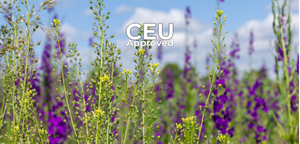 Camelina Agronomy: Production Challenges and Yield Optimization Through Seed Selection